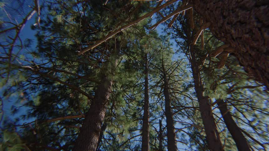 A static low-angle shot looking up at tall pine trees swaying gently in the wind against a clear blue sky