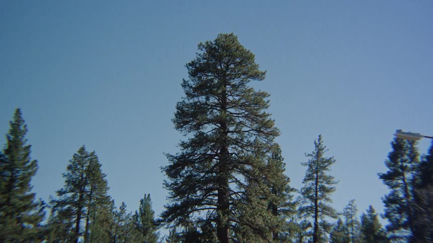 A towering pine tree stands against a clear, solid blue sky in a tranquil forest setting