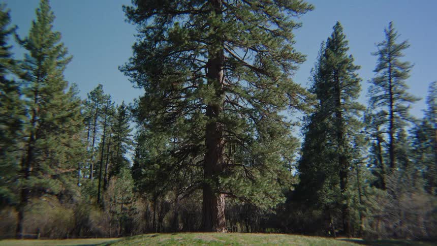 A majestic old pine tree stands tall on a grassy knoll in a sunlit forest clearing