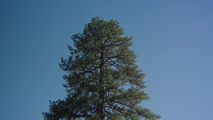 A slow, majestic low-angle tilt up a tall Ponderosa pine tree standing in a sunlit forest against a clear blue sky