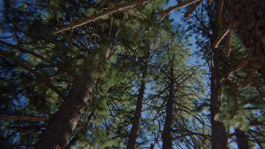 A slow, dreamy zoom-in through towering pine trees towards a clear blue sky, as seen from a low angle