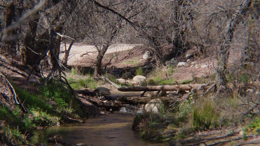 A family of mallard ducks swims up a gentle stream flowing through a sunlit forest in the springtime