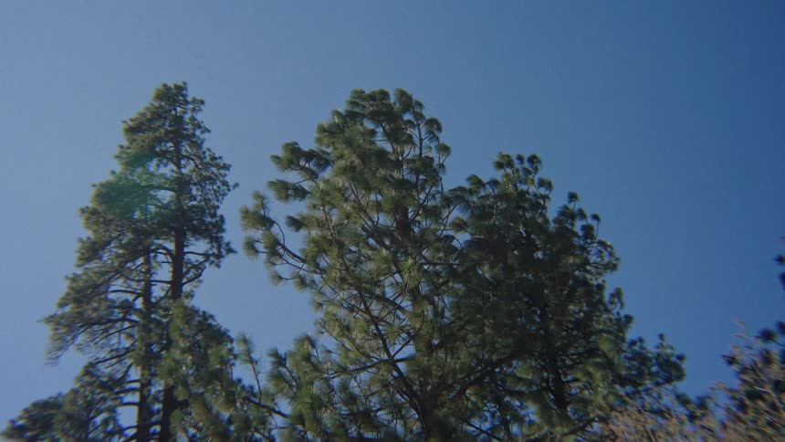 Majestic pine trees reach for the clear blue sky, gently swaying in the breeze