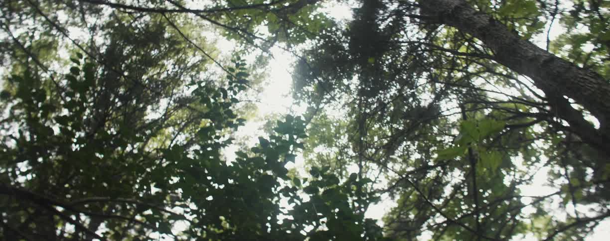 Sunlight streams through tree branches