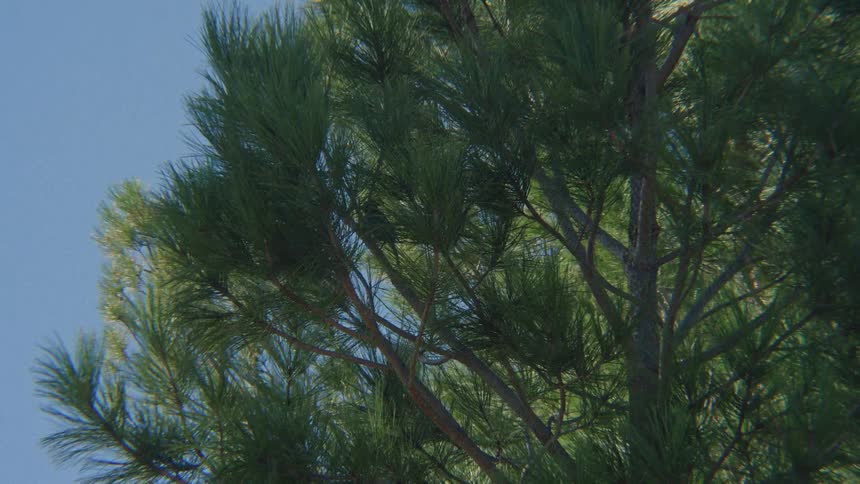 A small bird rests on a pine tree branch, swaying gently in the wind under a clear blue sky