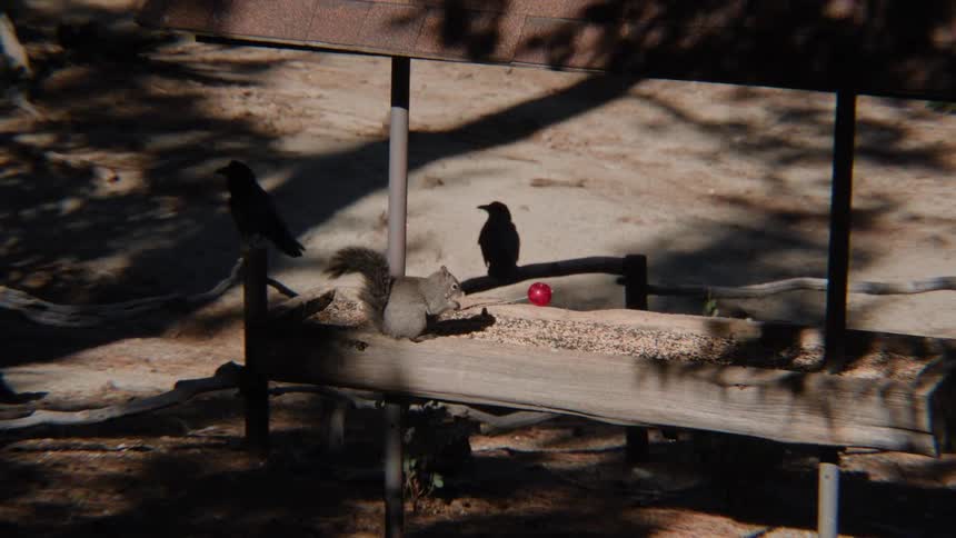 A grey squirrel eats from a rustic wooden feeder while several crows land and gather nearby