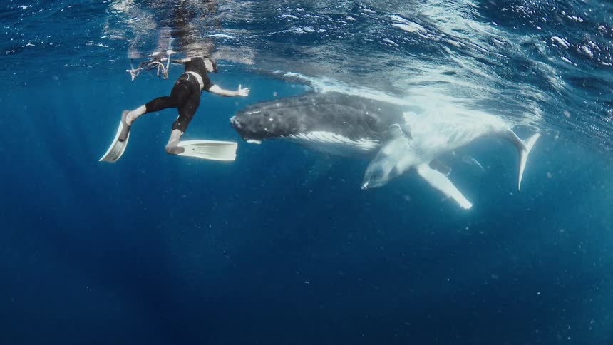 Slow-motion cinemagraph of a diver floating peacefully underwater next to a mother humpback whale and her calf