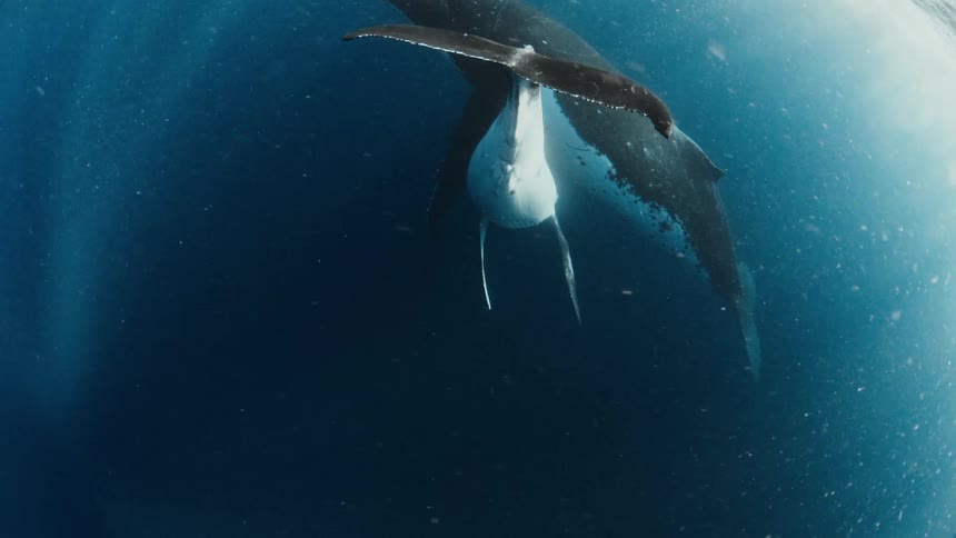 Cinemagraph of a majestic mother humpback whale and her calf swimming peacefully together in the deep blue ocean