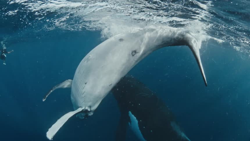 An incredible underwater view shows a newborn humpback whale calf resting on its mother just below the ocean surface