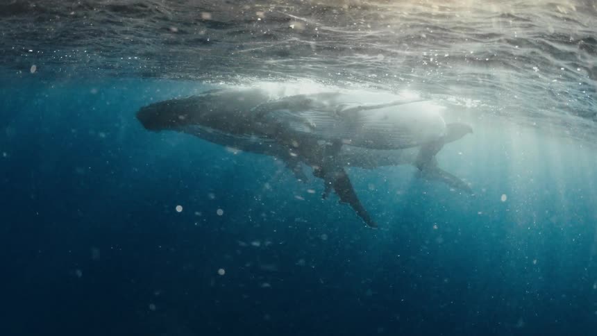 A mother humpback whale and her calf swim gracefully near the ocean's surface as beautiful sun rays pierce through the deep blue water
