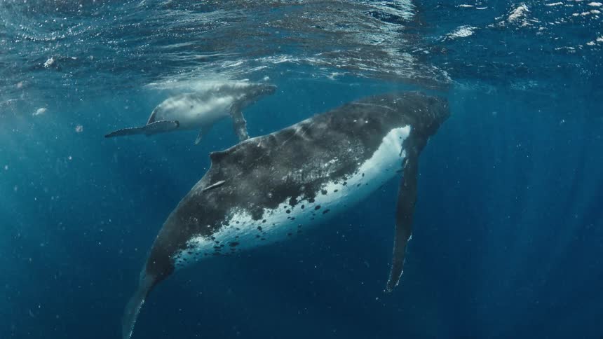 A majestic mother humpback whale and her curious calf swim gracefully together in the deep blue ocean