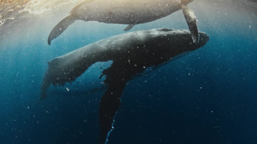 A majestic baby humpback whale calf rests peacefully on its mother's back as they swim in slow motion through sunlit blue ocean waters