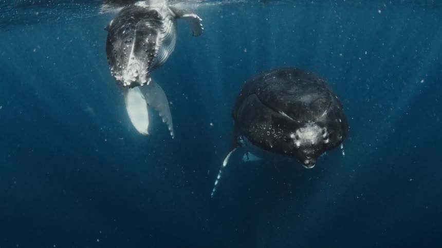A mother humpback whale and her curious calf gracefully swim together just below the ocean's surface