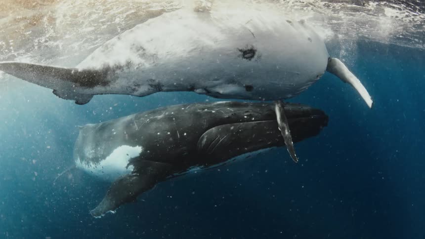A majestic humpback whale mother and calf glide peacefully through sunlit waters as a freediver observes their immense beauty