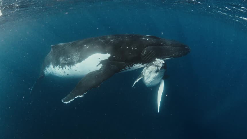 A mother humpback whale and her calf swim gracefully together in the deep blue ocean