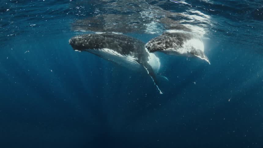 A mother humpback whale and her calf swim gracefully just below the ocean's surface as sun rays filter through the water