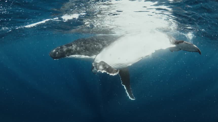 A mother Humpback whale and her calf swim gracefully together just below the ocean's surface as sun rays pierce the deep blue water