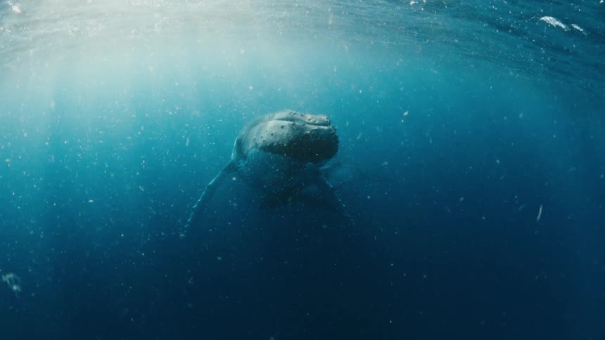 A majestic humpback whale mother and calf rest serenely in the deep blue ocean as sunbeams filter through the water's surface
