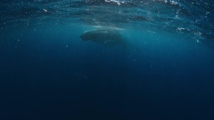A massive humpback whale slowly swims into view just below the surface of the deep blue ocean as sun rays beam through the water