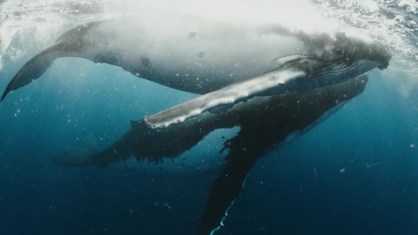 A majestic family of humpback whales, a mother, calf, and an escort, swim peacefully together just beneath the sunlit ocean surface