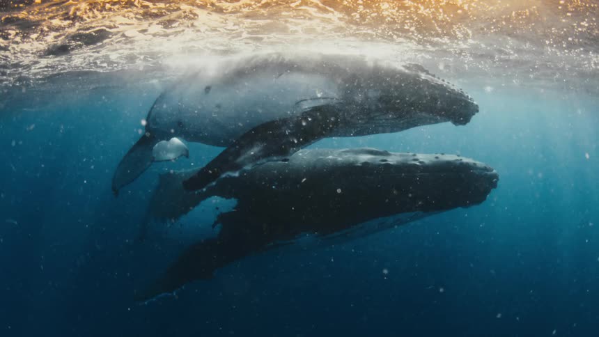 Cinemagraph of a mother and calf humpback whale swimming peacefully together underwater as golden sunlight illuminates the ocean