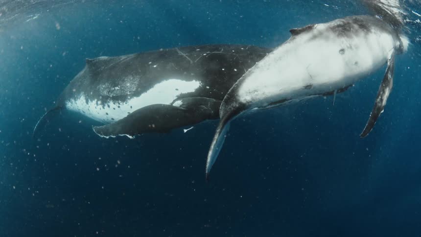 A majestic humpback whale mother and her calf swim gracefully in the deep blue ocean just below the surface