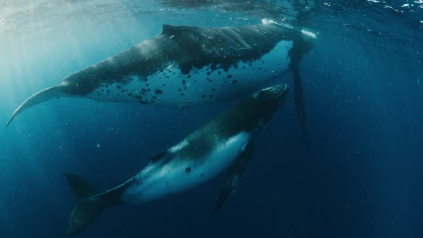 A baby humpback whale nurses from its mother as they float serenely in the deep blue ocean with sunbeams illuminating the water
