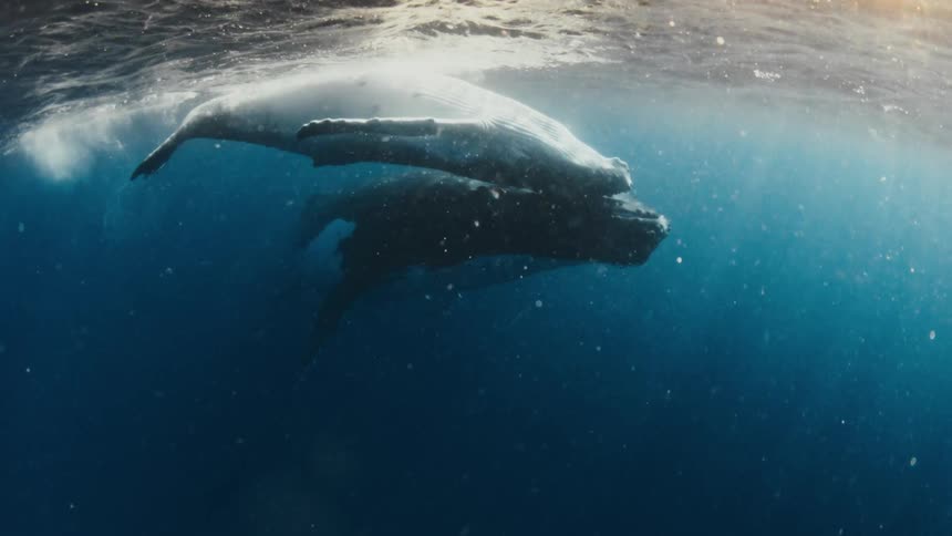 A mother humpback whale and her calf swim gracefully together just below the ocean's surface as sunlight illuminates the deep blue water