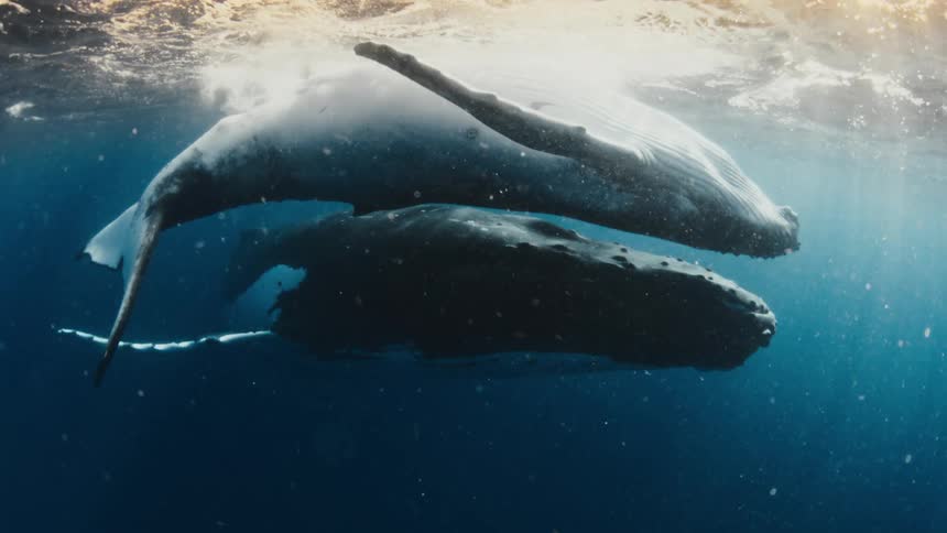 Two majestic humpback whales swim peacefully together in the deep blue ocean as sun rays illuminate the water