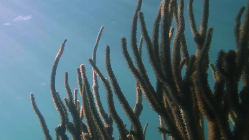 Ocean plants stretching towards the sunlight beaming on the water's surface