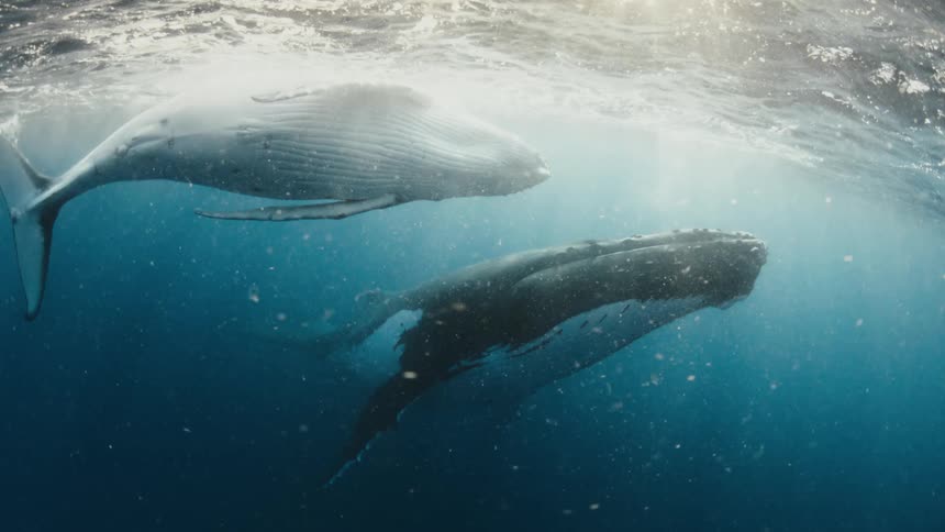 Two majestic humpback whales swim gracefully just below the ocean's surface as beautiful sun rays pierce the deep blue water