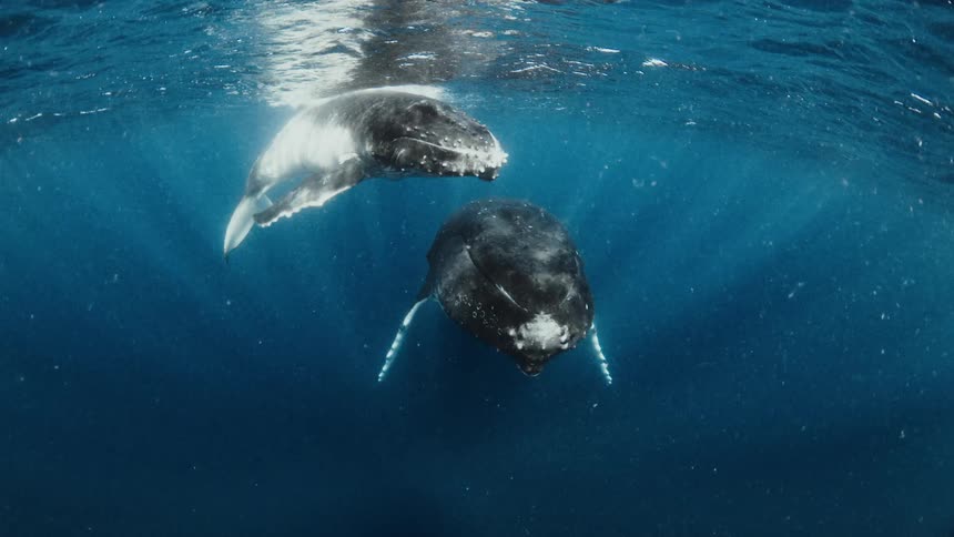 Two majestic humpback whales, a mother and her calf, float peacefully just below the ocean's surface with sunlight streaming down