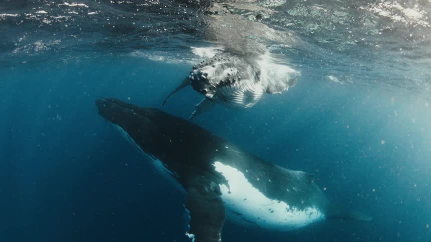 A majestic mother humpback whale and her calf swim peacefully together just below the ocean's surface with sunlight filtering through the water