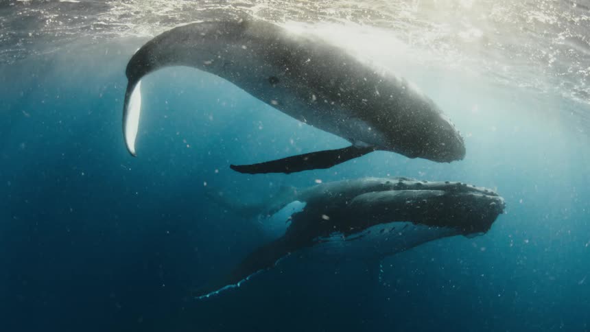 A mother humpback whale and her calf gracefully swim together just below the sunlit surface of the ocean