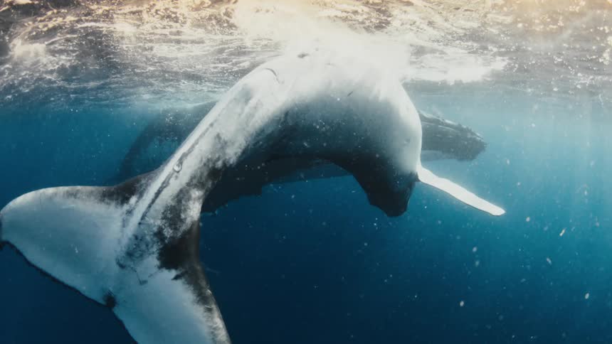 A majestic humpback whale glides gracefully just below the ocean's surface as beautiful sun rays shine through the deep blue water
