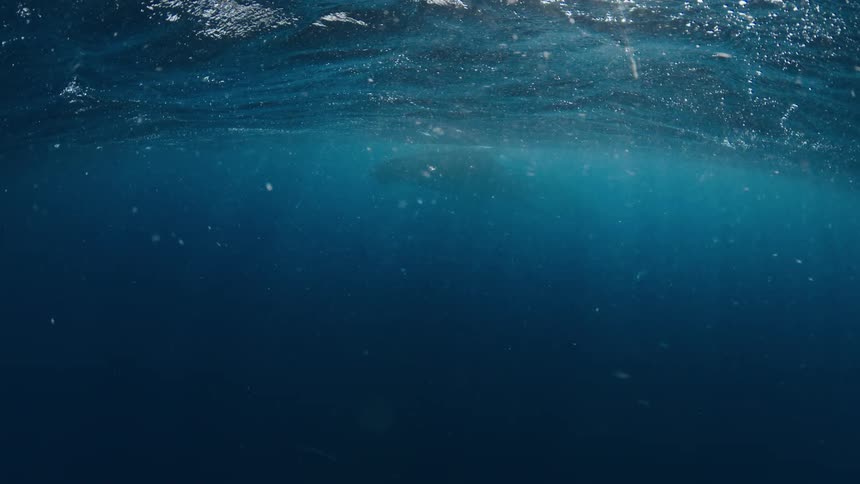 An underwater view shows sunlight filtering through the deep blue ocean as a massive whale slowly comes into view near the surface