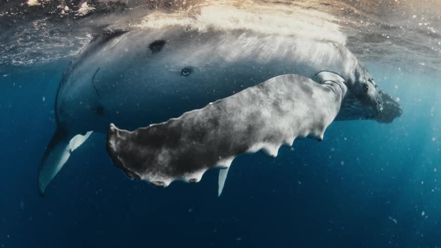 A majestic humpback whale glides gracefully just beneath the ocean surface as sunlight streams through the deep blue water