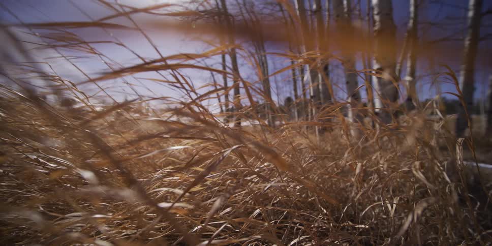 Golden blades of grass sway in the wind before a sunlit grove of aspen trees