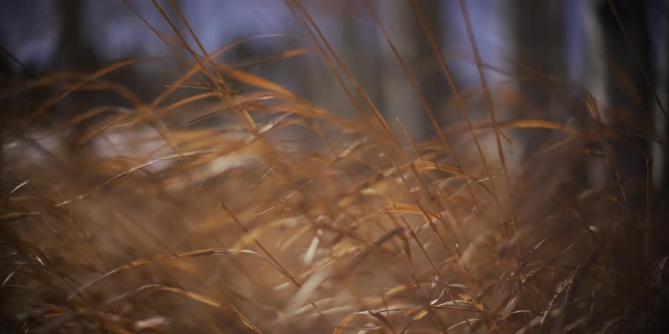 Soft focus close-up of dry, golden-brown grass gently swaying in the breeze