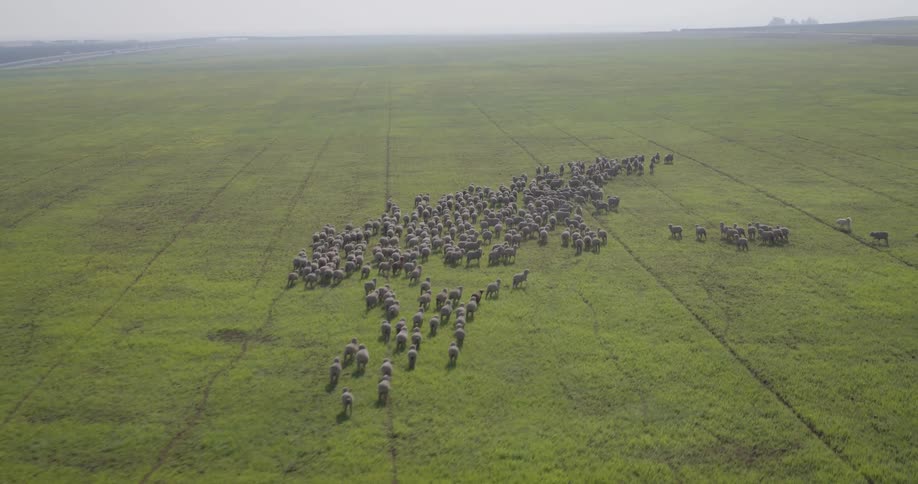 An expansive aerial view captures a large flock of sheep moving across a vast green pasture in the countryside