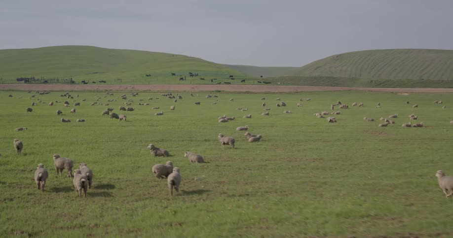 A sprawling herd of sheep grazes peacefully in a vast green pasture surrounded by rolling hills