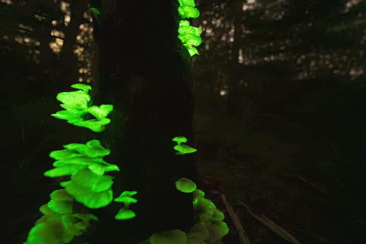 A stunning night timelapse reveals the ethereal green glow of bioluminescent ghost fungus on a forest tree