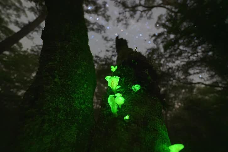 A mesmerizing low-angle timelapse of glowing green bioluminescent mushrooms on a mossy tree trunk as the starry night sky moves above the forest canopy