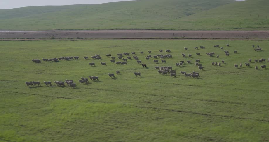 An aerial view shows a sheepdog herding a large flock of sheep running through a vast, green pasture in the countryside
