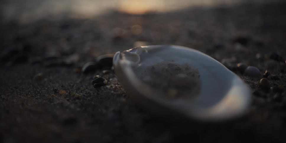 A tranquil close-up captures a single seashell resting on a sandy beach as the sun sets over the gentle ocean waves