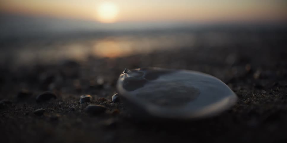 A serene close-up of a wet seashell on a sandy shore as gentle waves lap the beach during a beautiful sunset