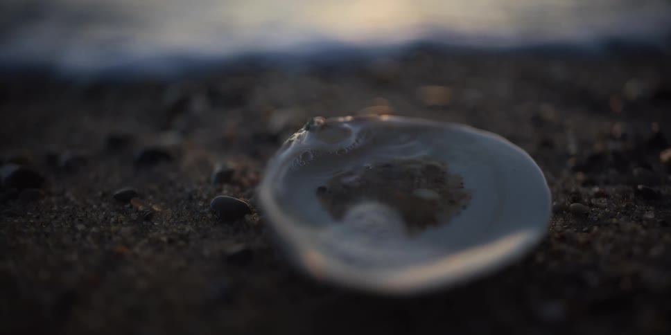A serene, slow-motion, close-up shot of a seashell on the sand as a gentle ocean wave washes in and fills it with water