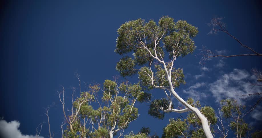 A low-angle view shows tall eucalyptus trees with white trunks swaying gently against a deep blue sky with wispy clouds