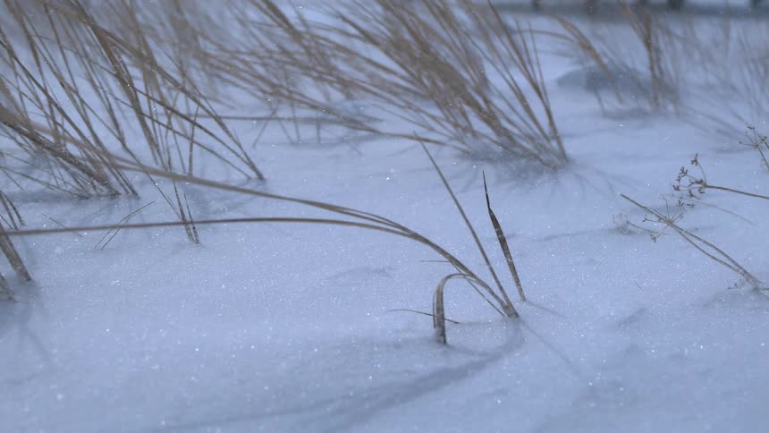 Sparkling snow drifts across dry blades of grass during a cold winter windstorm