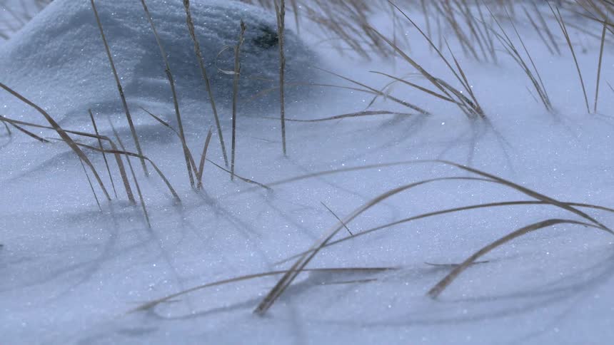 Sparkling snow drifts in the wind across frozen ground with blades of dry grass sticking out